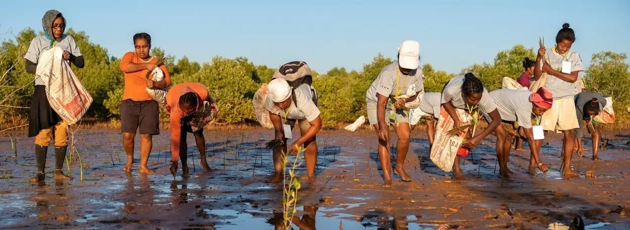 La importancia de plantar en los Trópicos